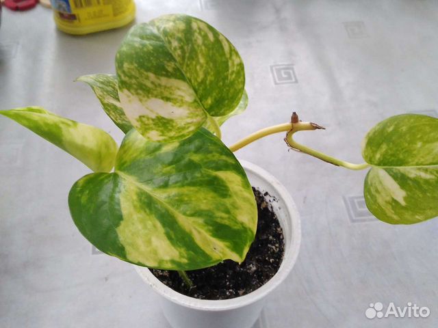 Комнатные растения номер 1