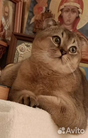 Вязка Кот Шотландский вислоухий