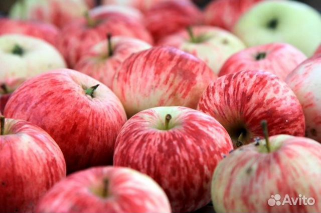 Саженцы яблони Коричное полосатое