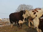 Продам коровы быки герефорд