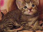Канадский сфинкс котенок браш объявление продам