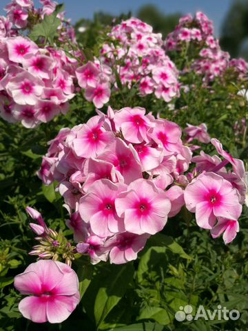 Цветы многолетники