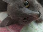 Сибирская кошка бесплатно объявление продам