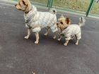 Собаки йокширский терьер (мини и стандарт )