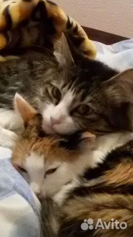 Передержка животных