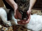 Котята Невской Маскарадной объявление продам