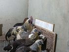 Яйца инкубационные цыплята Куры породы лякиданзи