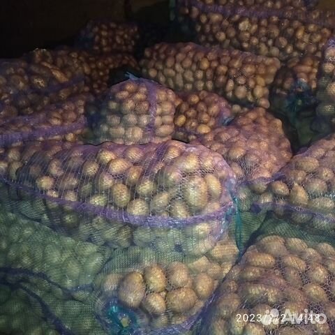 Картофель продовольственный