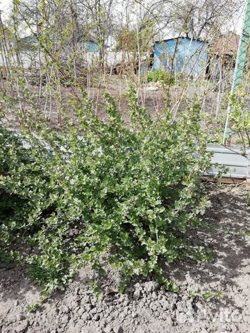 Крыжовник, куст