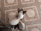 Сиамский котенок (девочка) объявление продам