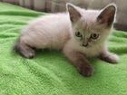 Котята сибирской кошки в добрые руки объявление продам