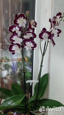 Орхидея купить в нижнем новгороде flow цветы москва