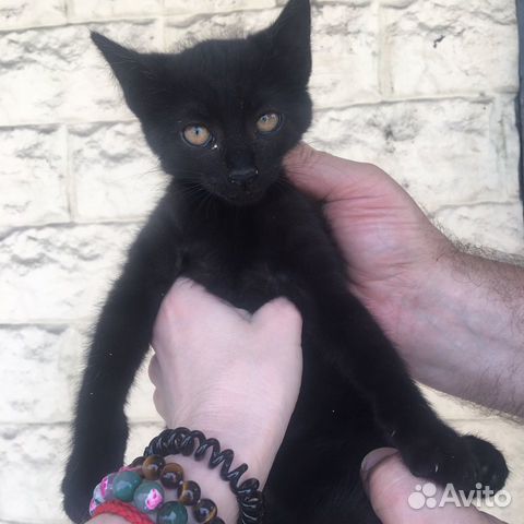 Котята черные, в добрые руки