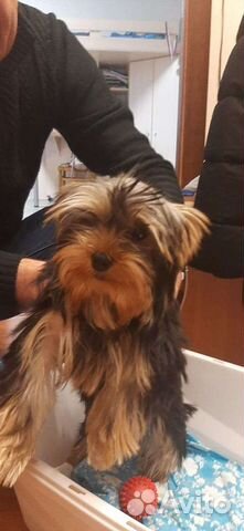 Доставка животных кошек, котят, щенк