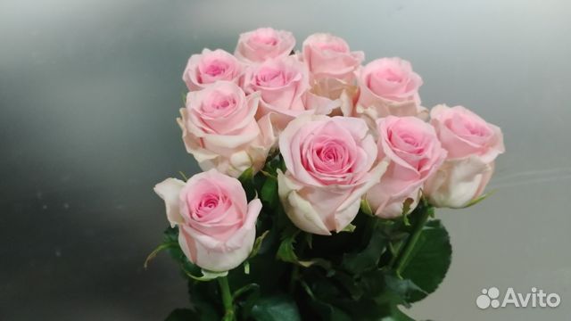 Цветы Роза Бэби Лав 70см