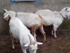 Зааненские козы и козлы на племя объявление продам