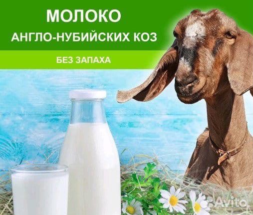 Козье молоко и козий жир и домашние куриные яйца