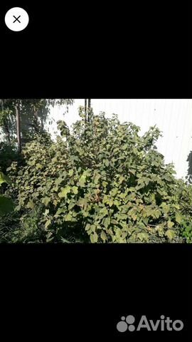 Белорусская черная смородина саженцы