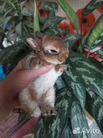 Настоящие карликовые рексы и карлики малыши