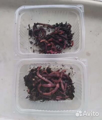 Черви калифорниец и дендробена для рыбалки