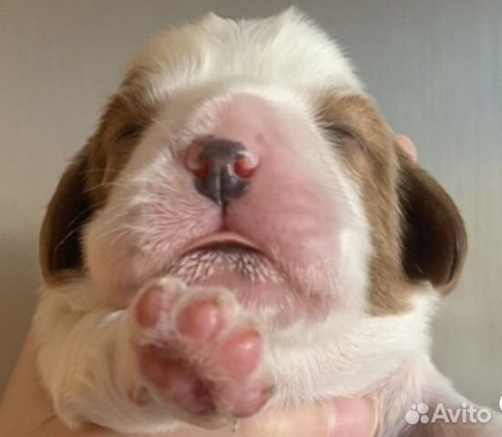 Девочки Кавалер Кинг Чарльз