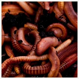 Червь для рыбалки Дендробена