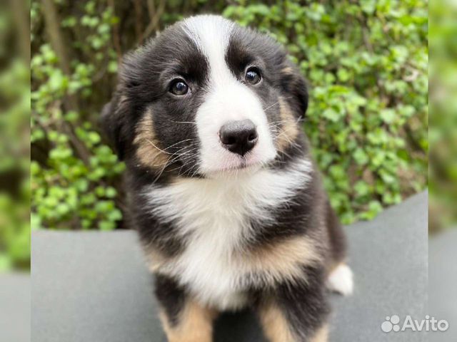 Щенки, собаки в добрые руки, в дар