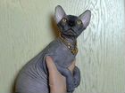 Канадский сфинкс котенок мальчик объявление продам