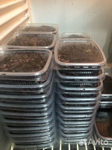 Червь навозный