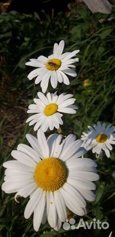 Цветы для сада - Ромашка-Нивяник