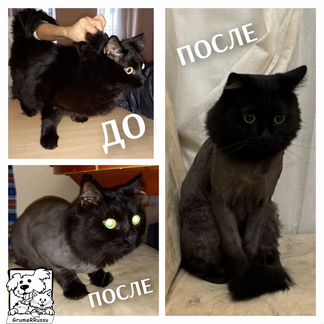 Стрижка кошек и котов (выезд на дом). Грумер VIP