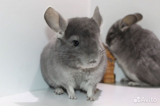 Шиншилла фиолет мальчики