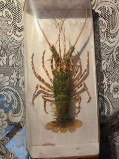 Мистер лобстер, decor, подарок