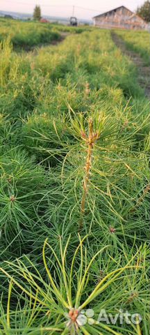 Сеянцы сосны