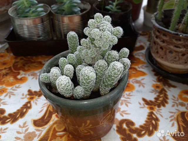 Кактус Mammillaria gracilis Pfeiff