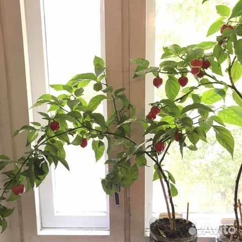 Кусты, семена, плоды перца Habanero Red