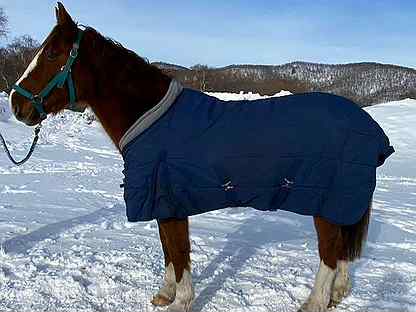Попона зимняя для лошади