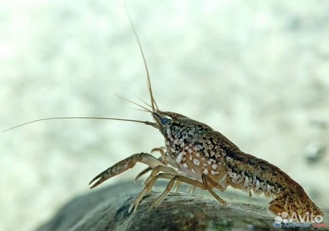 Мраморный рак, улитки