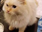 Тайская кошка бесплатно в добрые руки объявление продам