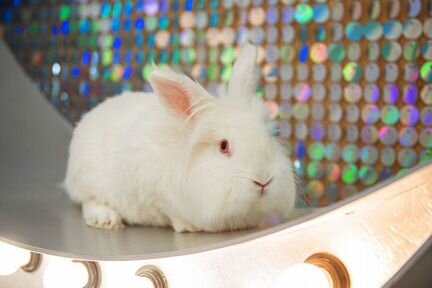 Шоу Фокусника с Кроликом/ Аниматор VIP