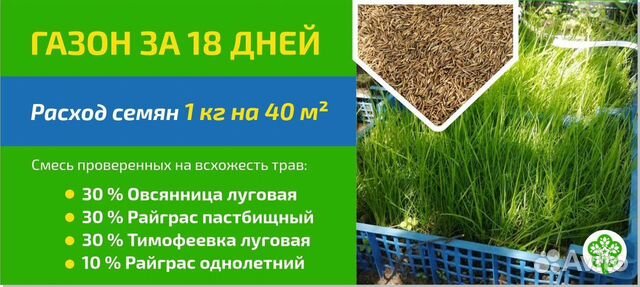 Семена газонной травы