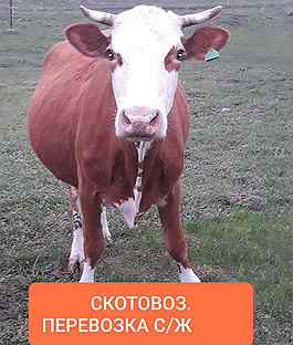 Авито Алтайский Край Сельхоз Животные С Фото
