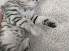 Шотландские котята - тигрята объявление продам
