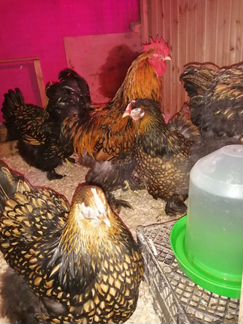 Инкубационное яйцо, цыплята кохинхин и орпингтон