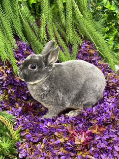 Плюшевый кролик рекс