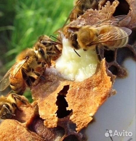 Маточное молочко