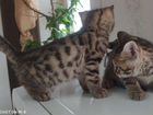 Котята от бенгальской кошки и канадского сфинкса