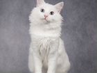 Илюша милый белый ангорский котик объявление продам