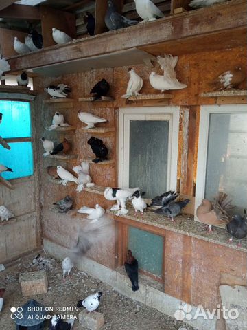 Голуби декоративные