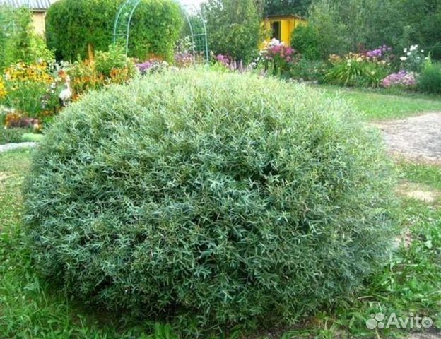 Ива пурпурная Нана